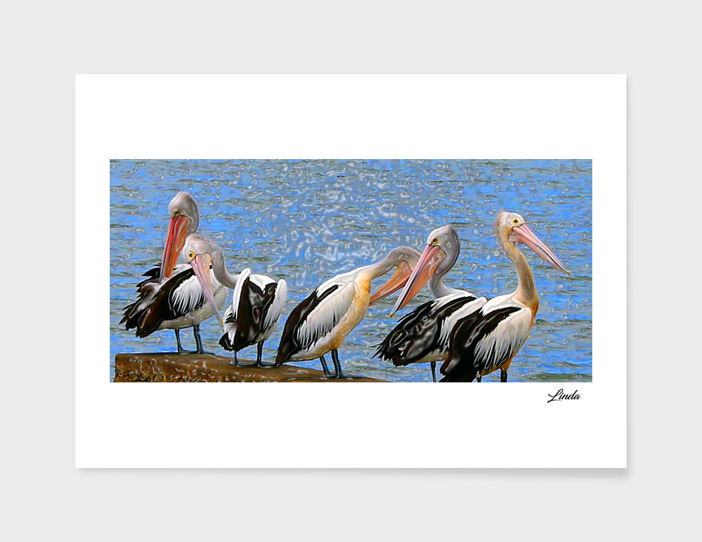 Pelicans All in a Row