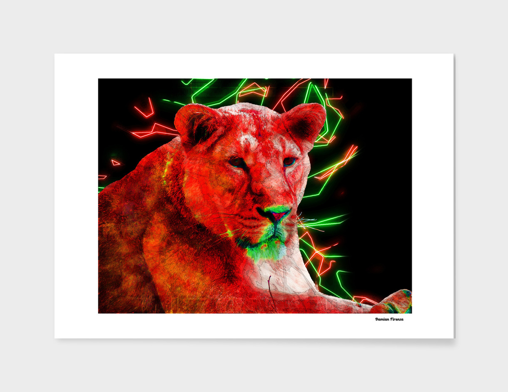Lioness Animals Nature Colored Neon