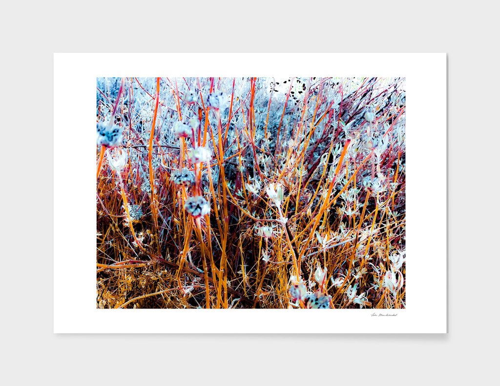 dry wildflowers abstract with dry grass background