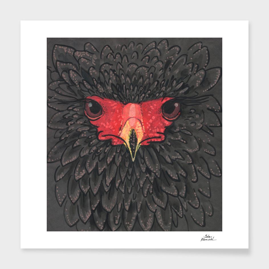 Bateleur Eagle Paper Collage African Bird Portrait