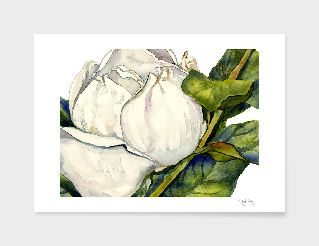 Magnolia with Leaves