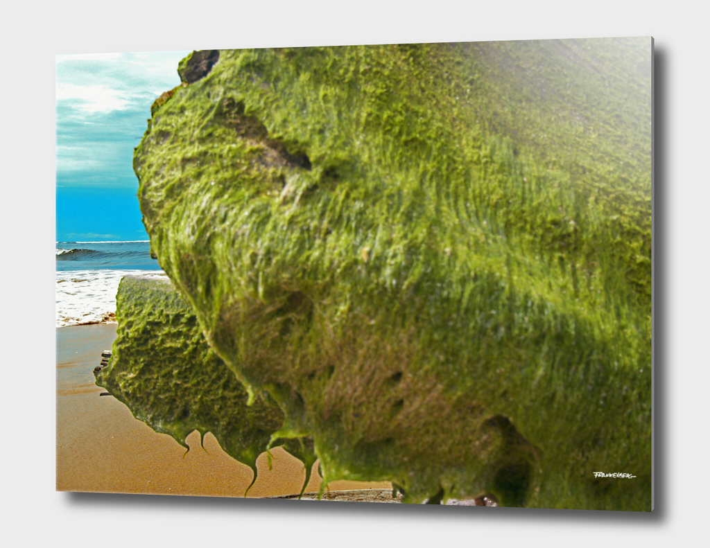Seaweed #8 – Sri Lanka - east