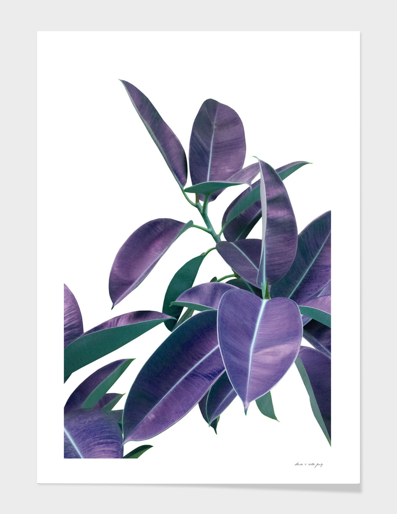 Ficus Elastica Violet Green Glam #1 #tropical #decor #art