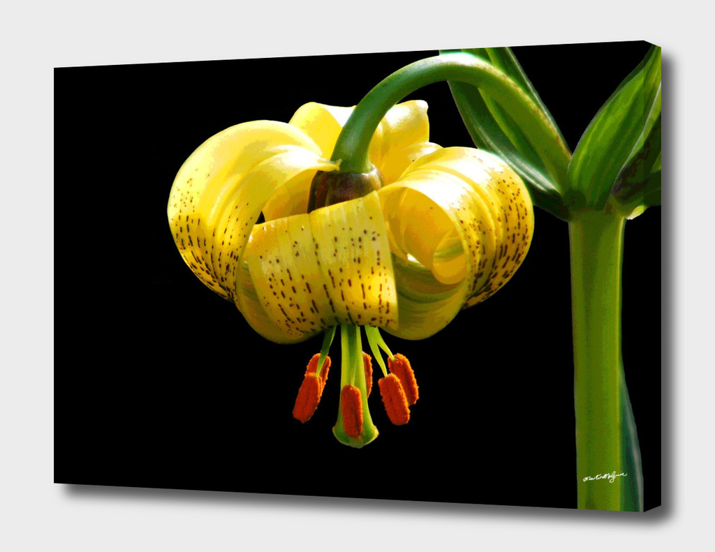 Recurved Lily