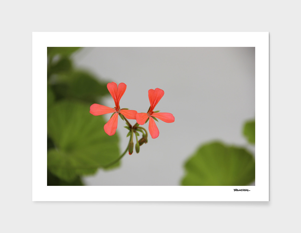 Geraniums (Pelargonium) #1