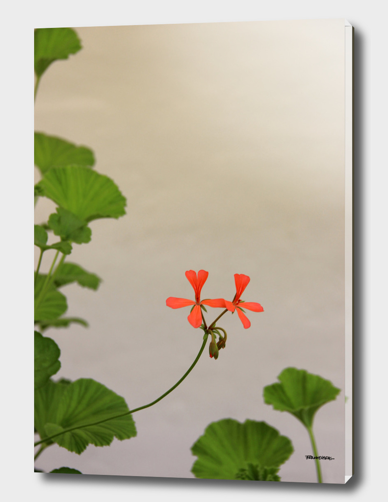 Geraniums (Pelargonium) #2