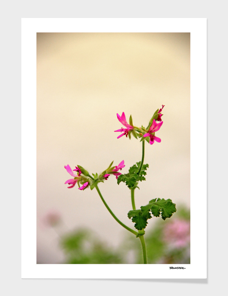 Geraniums (Pelargonium) #5
