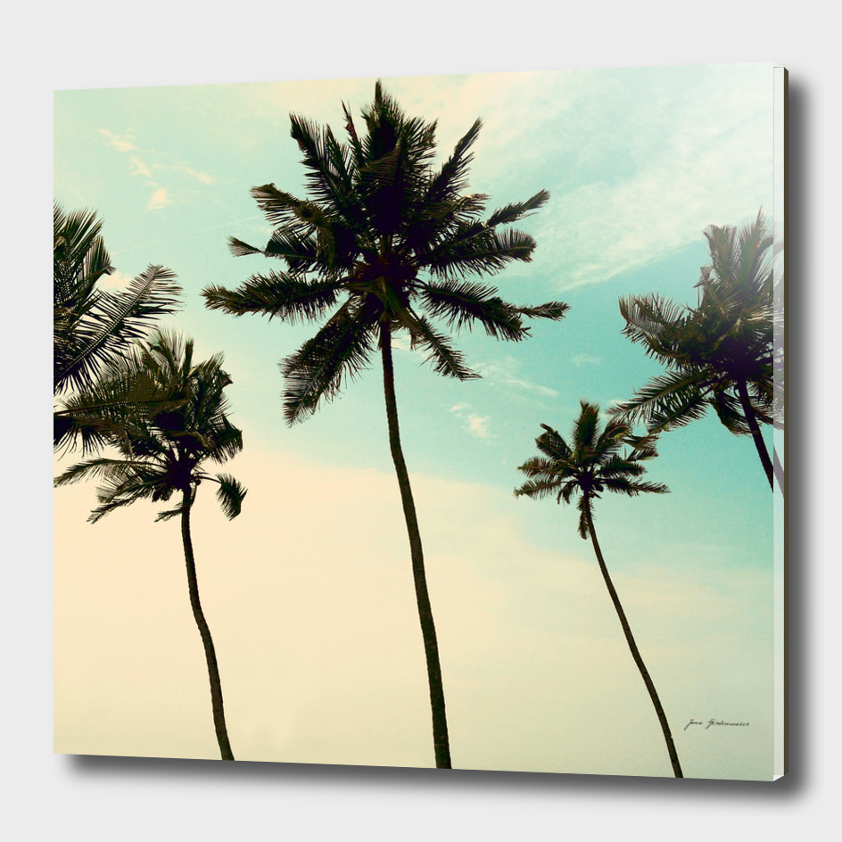 palm_trees