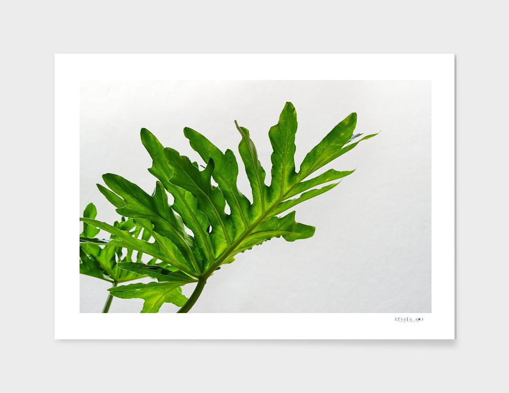 The big green leaves on white background