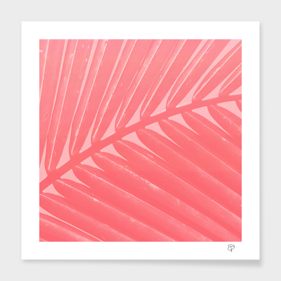 Hot Pink Palm