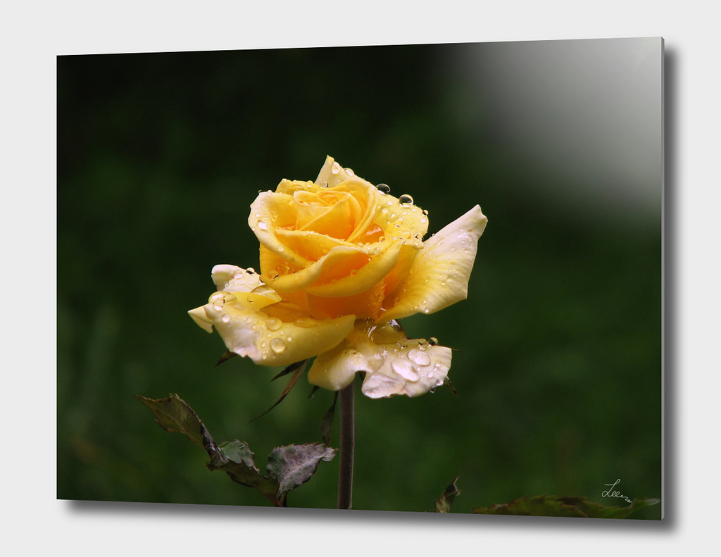 Yellow rose after rain