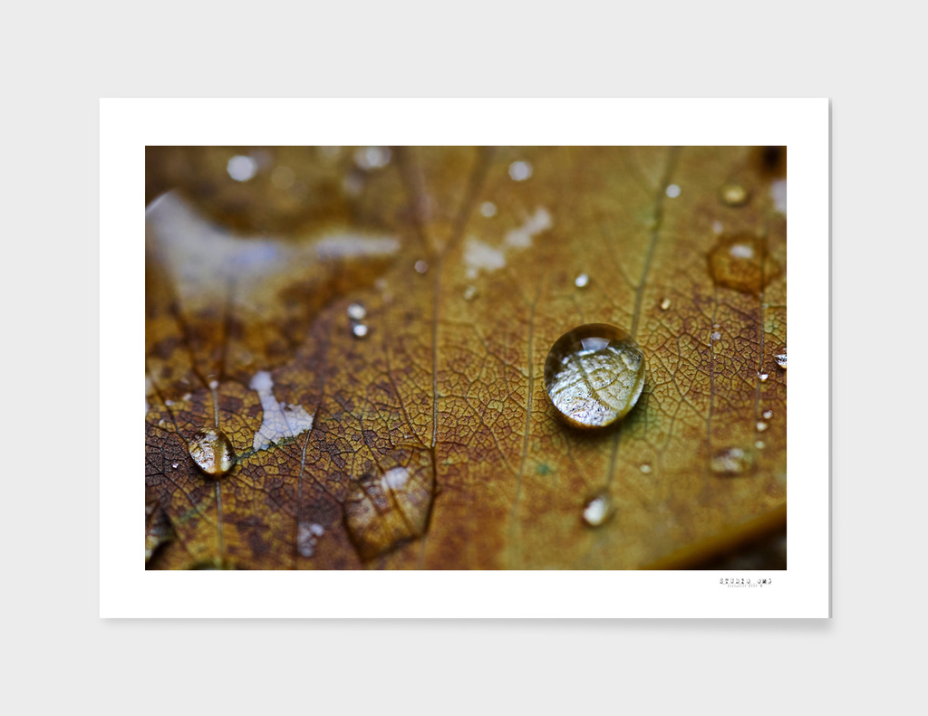 Water drops on the dry leaf