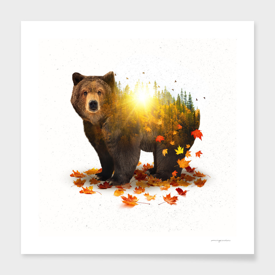 Equinox | Bear