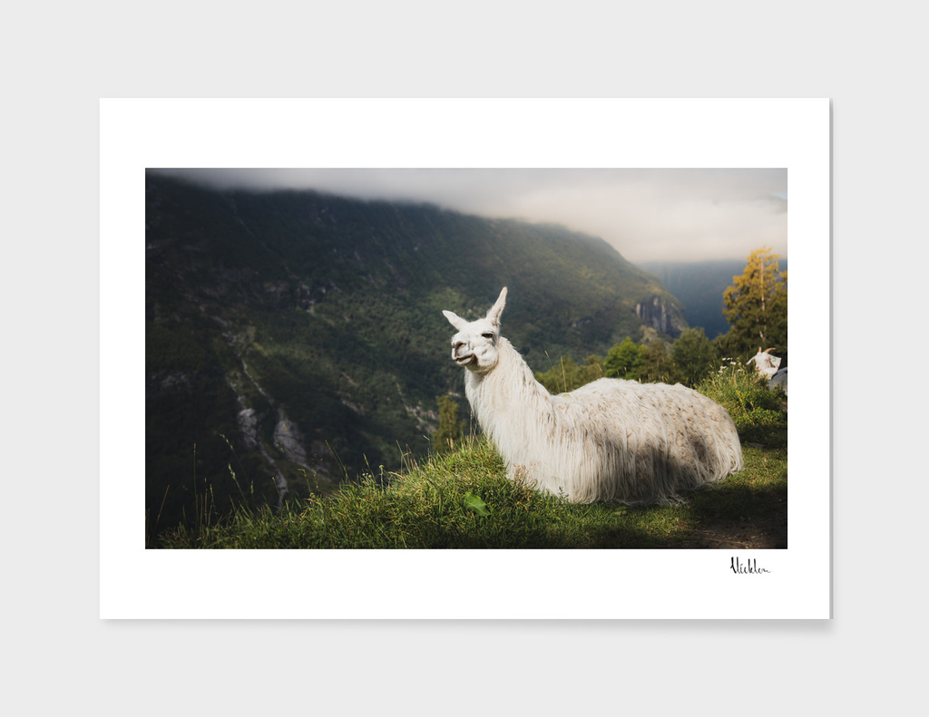 Relaxing Llama in Mountain Landscape