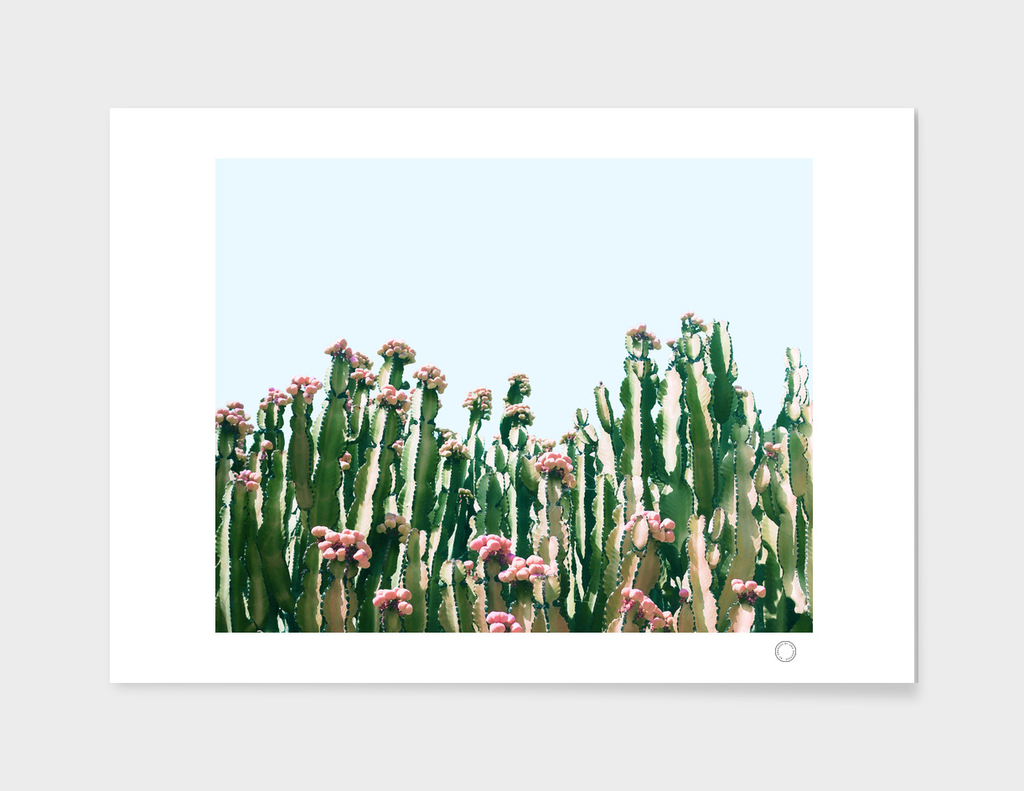 Blush Cactus