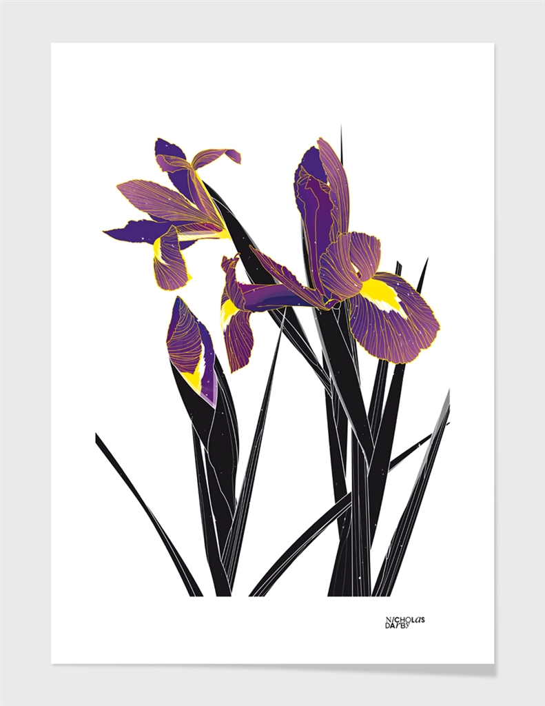 'Iris' - Iris Germanica