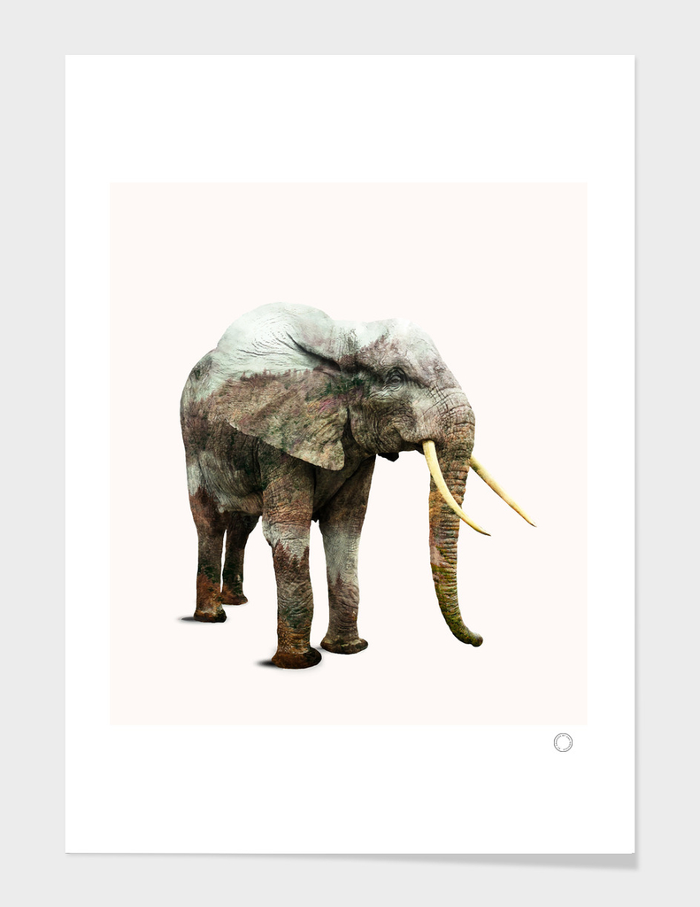 elephant-transformation