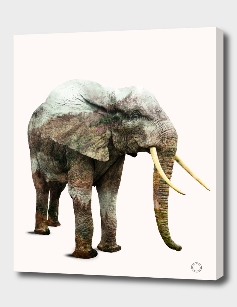 elephant-transformation