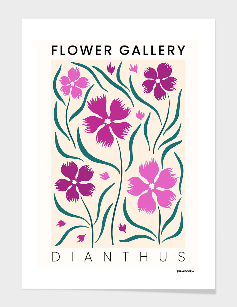 Dianthus - Happy Flowers
