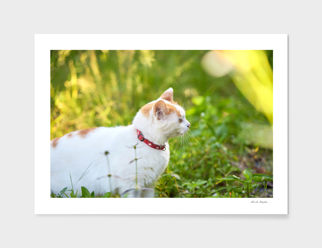 White tabby cat