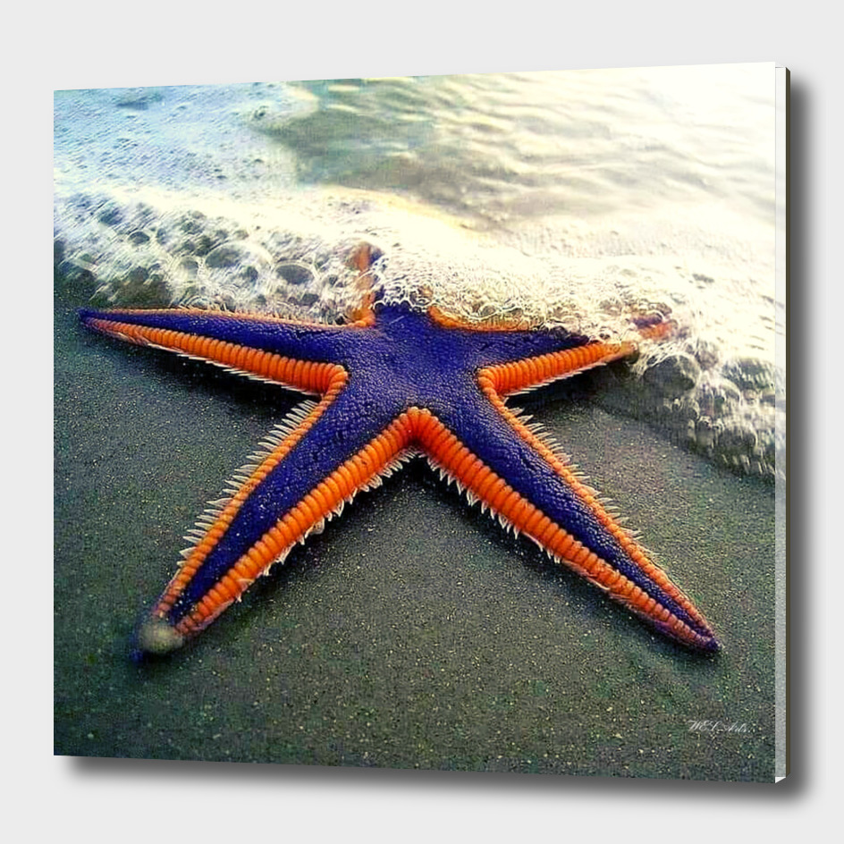 Starfish digital photo