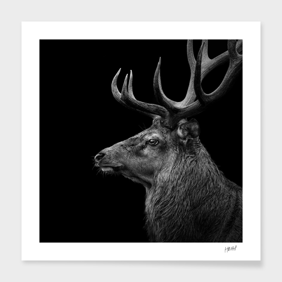 Deer In Black And White