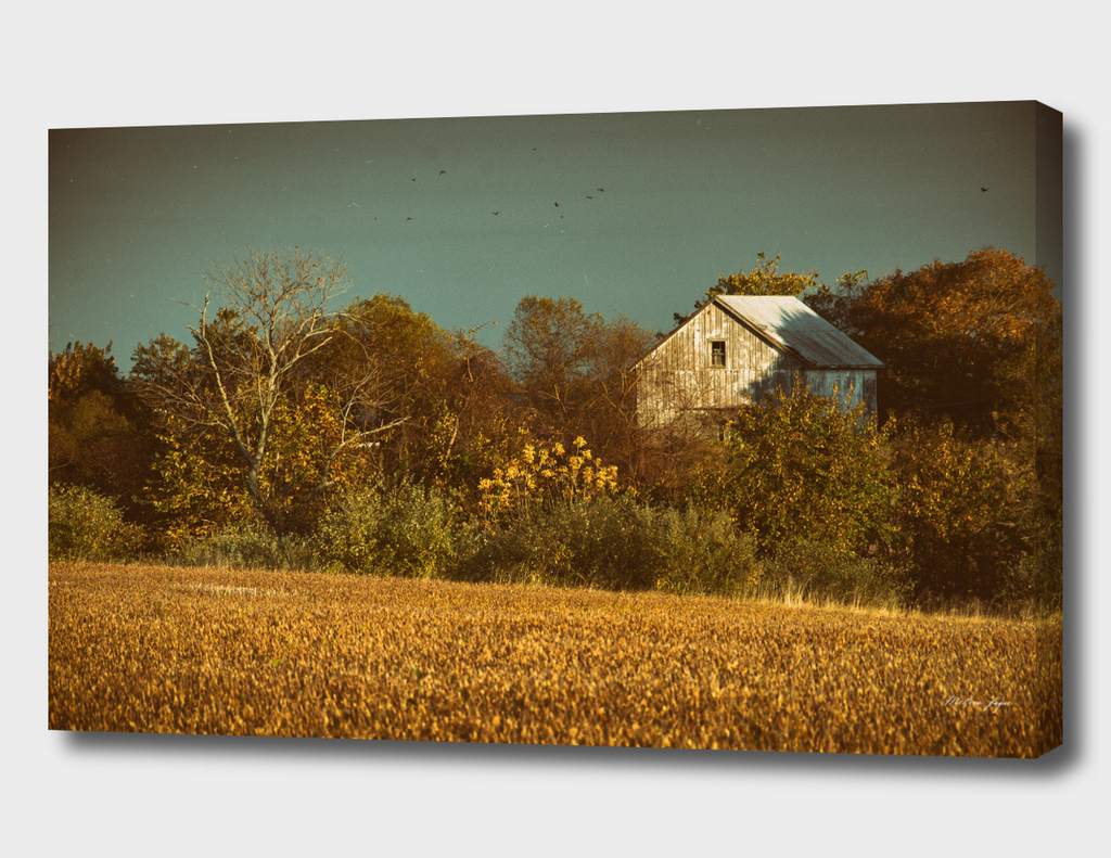 Abandoned Barn In The Trees -Aged Colorized