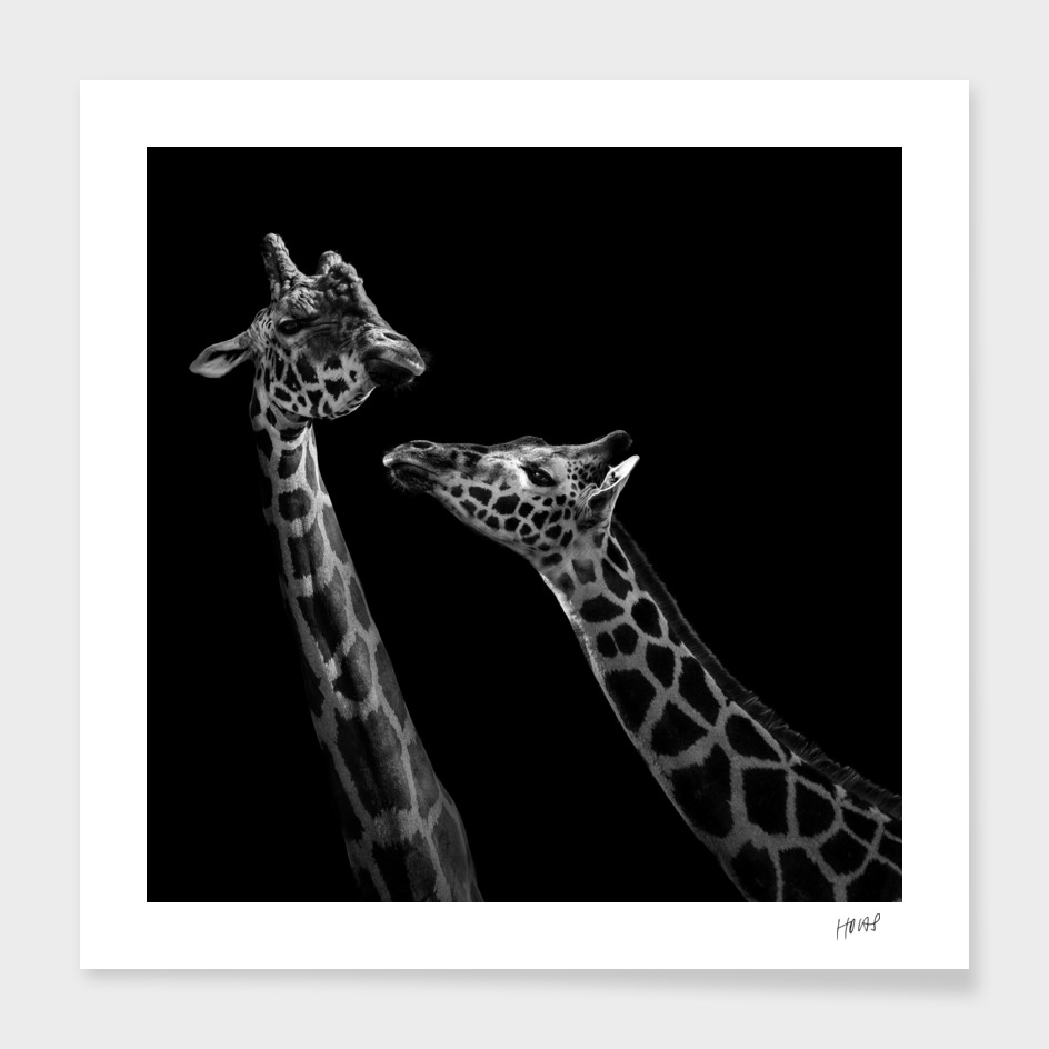 Two Giraffes In Black And White