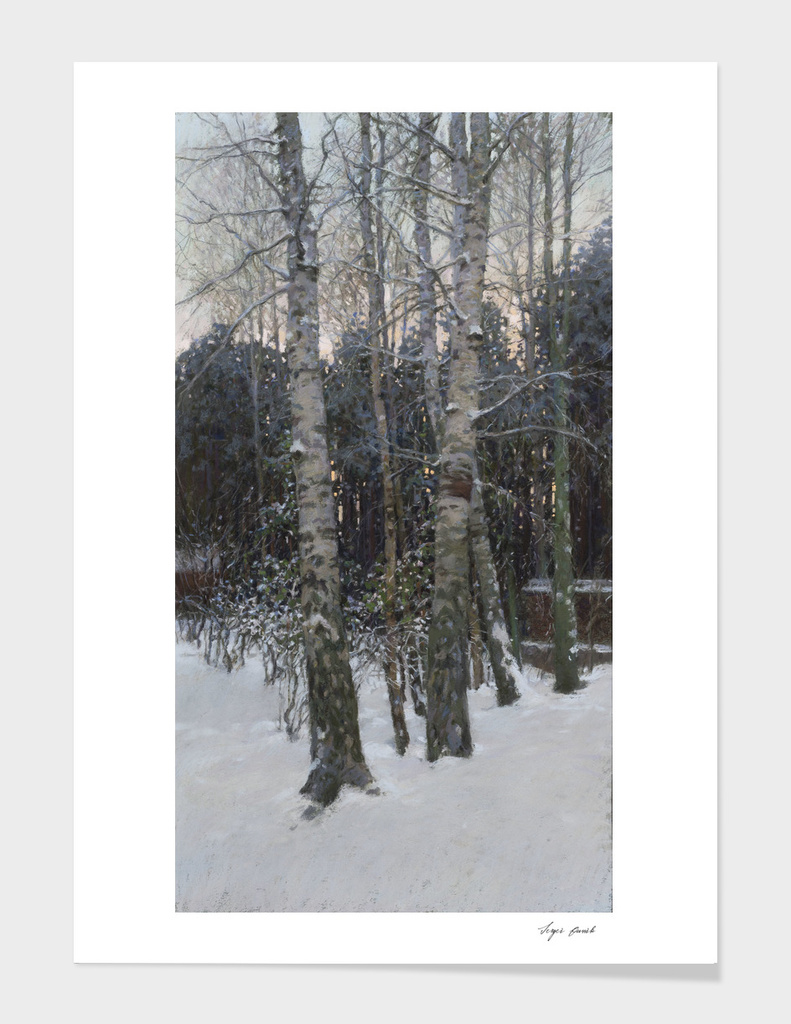 Winter Dusk.Birches.