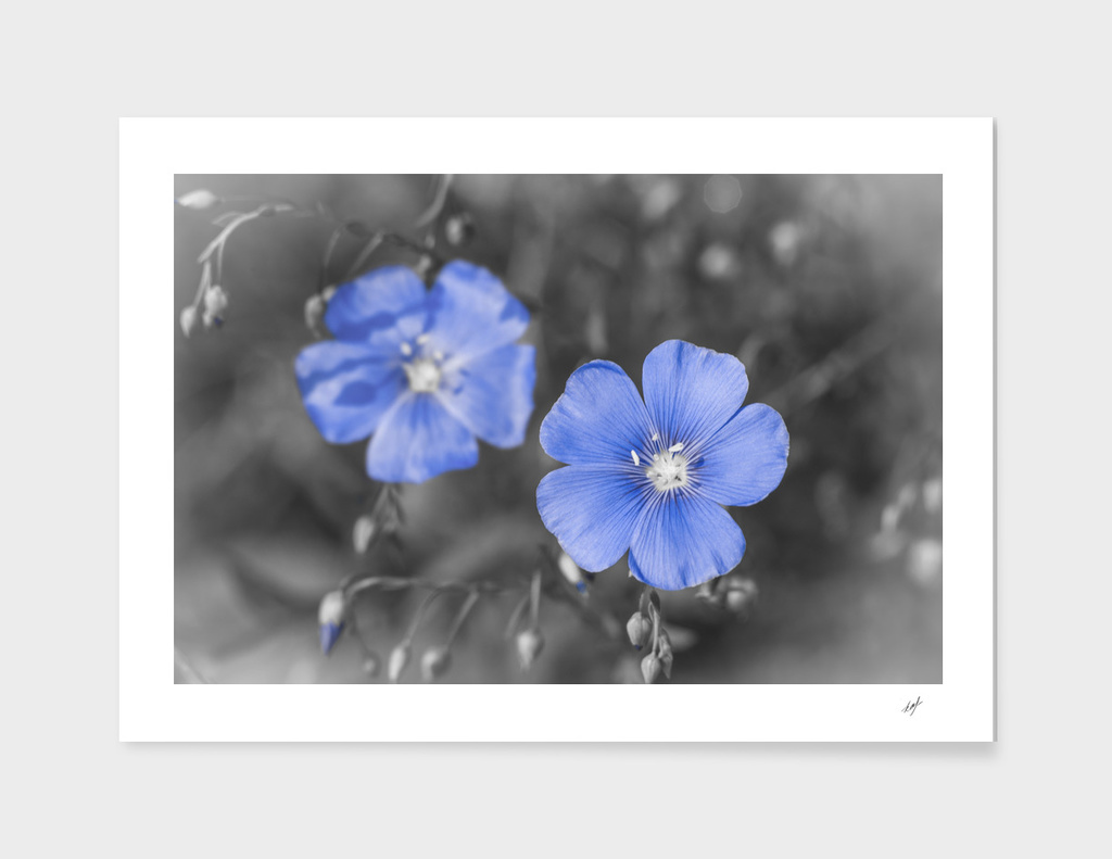Gentle Blue Flower