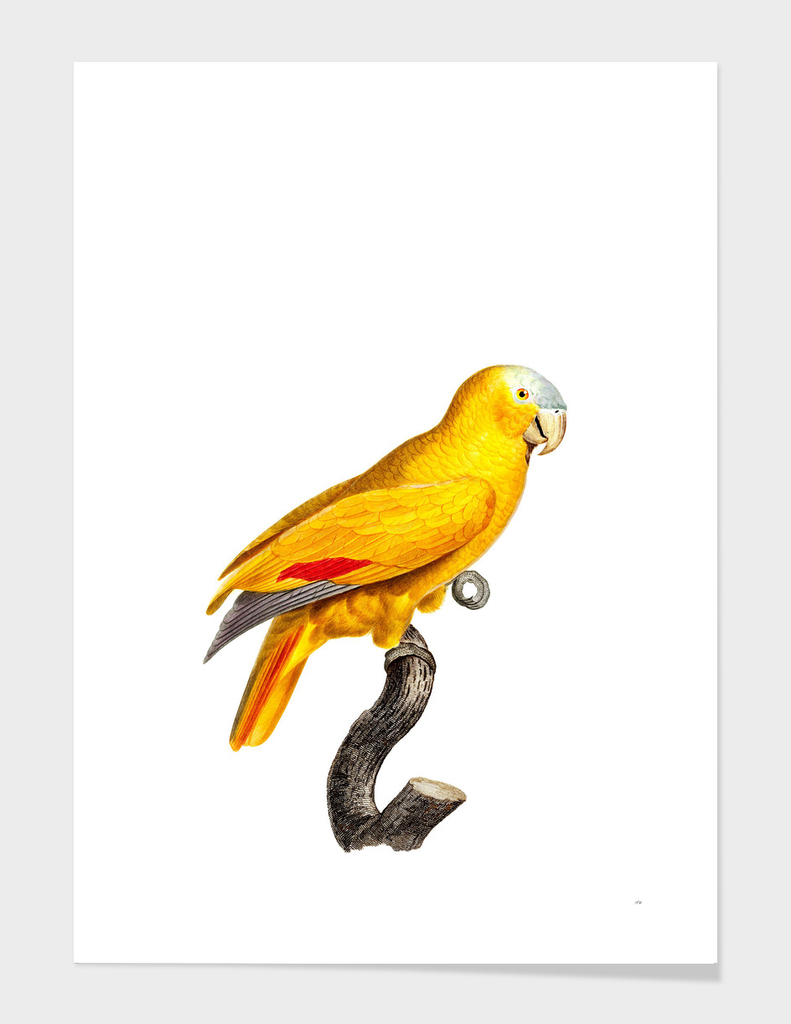 Vintage Blue Fronted Parrot Bird Illustration