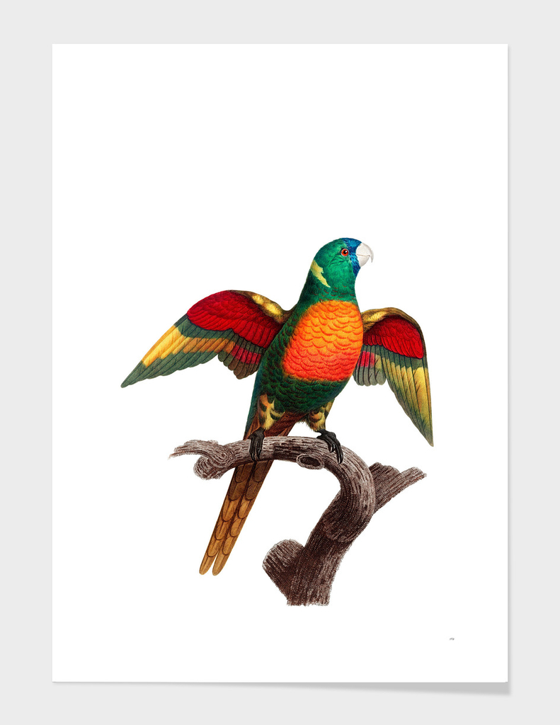 Vintage Blue Headed Parrot Bird Illustration