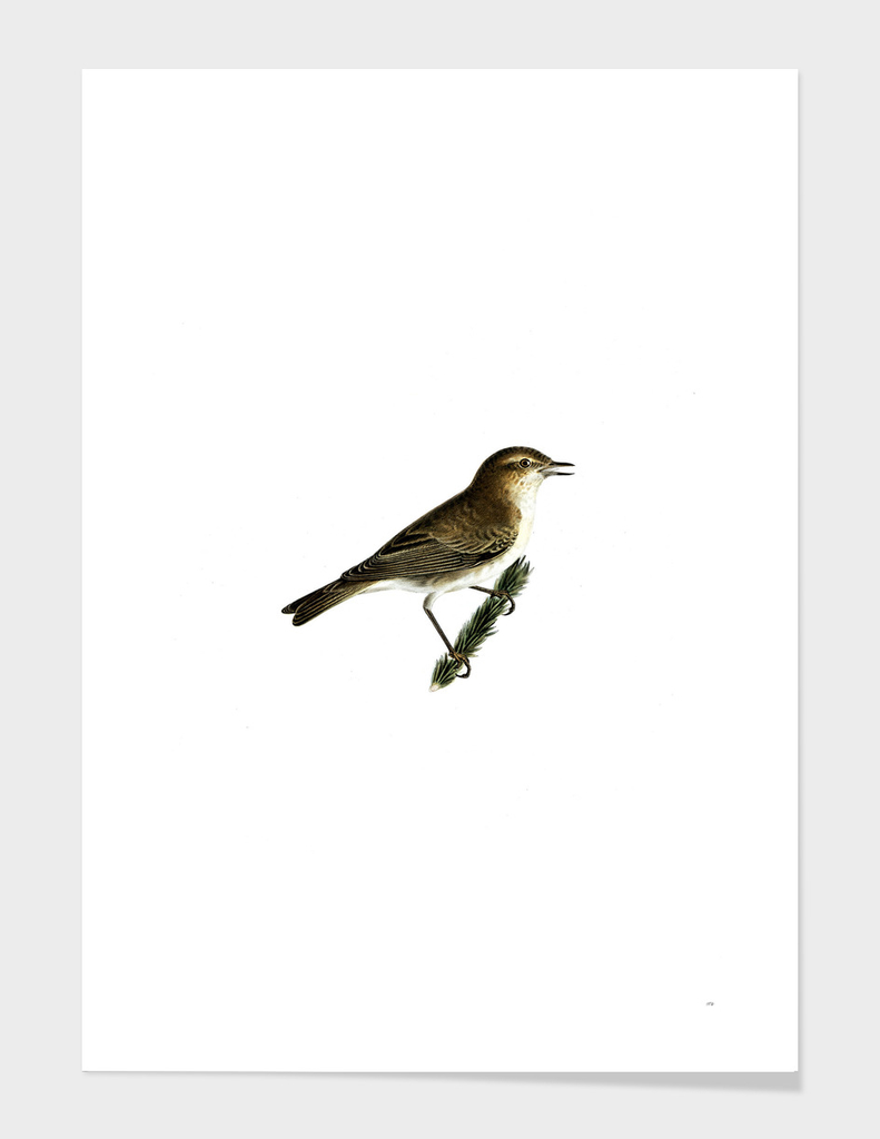 Vintage Common Chiffchaff Bird Illustration