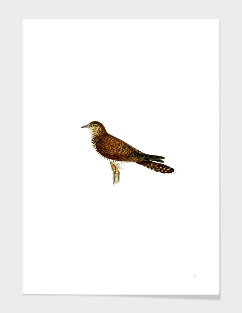 Vintage Common Cuckoo Female Bird Illustration