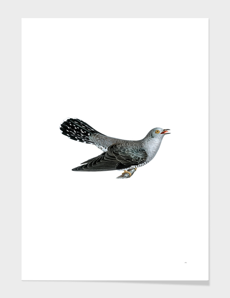 Vintage Common Cuckoo Male Bird Illustration