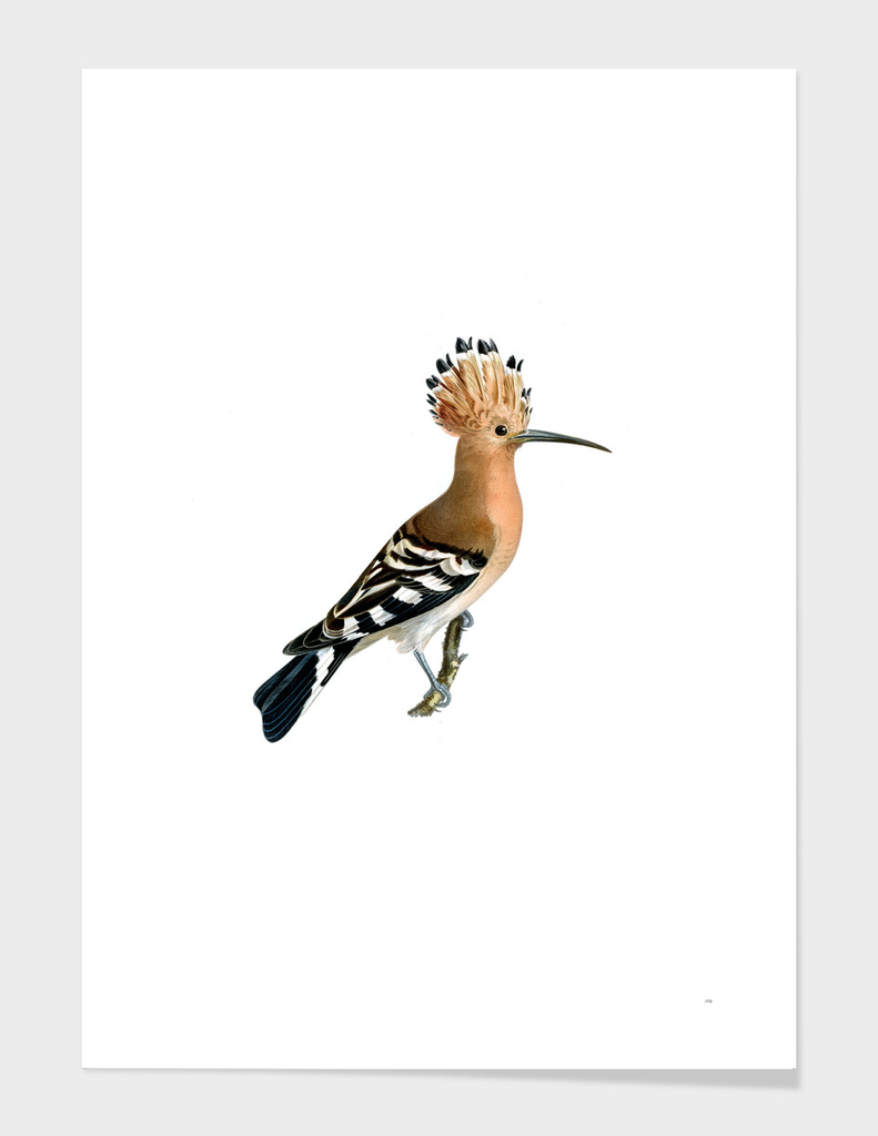 Vintage Eurasian Hoopoe Bird Illustration