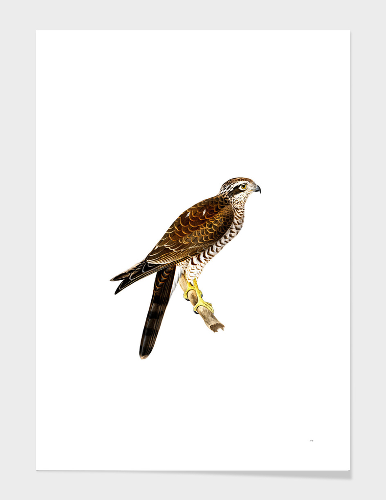 Vintage Eurasian Sparrowhawk Bird Illustration