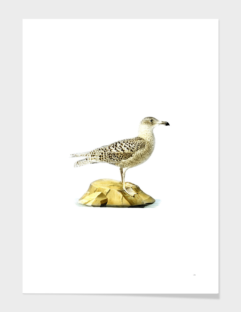 Vintage Glaucous Gull Bird Illustration