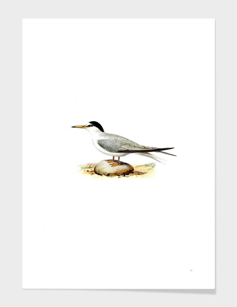 Vintage Little Tern Bird Illustration