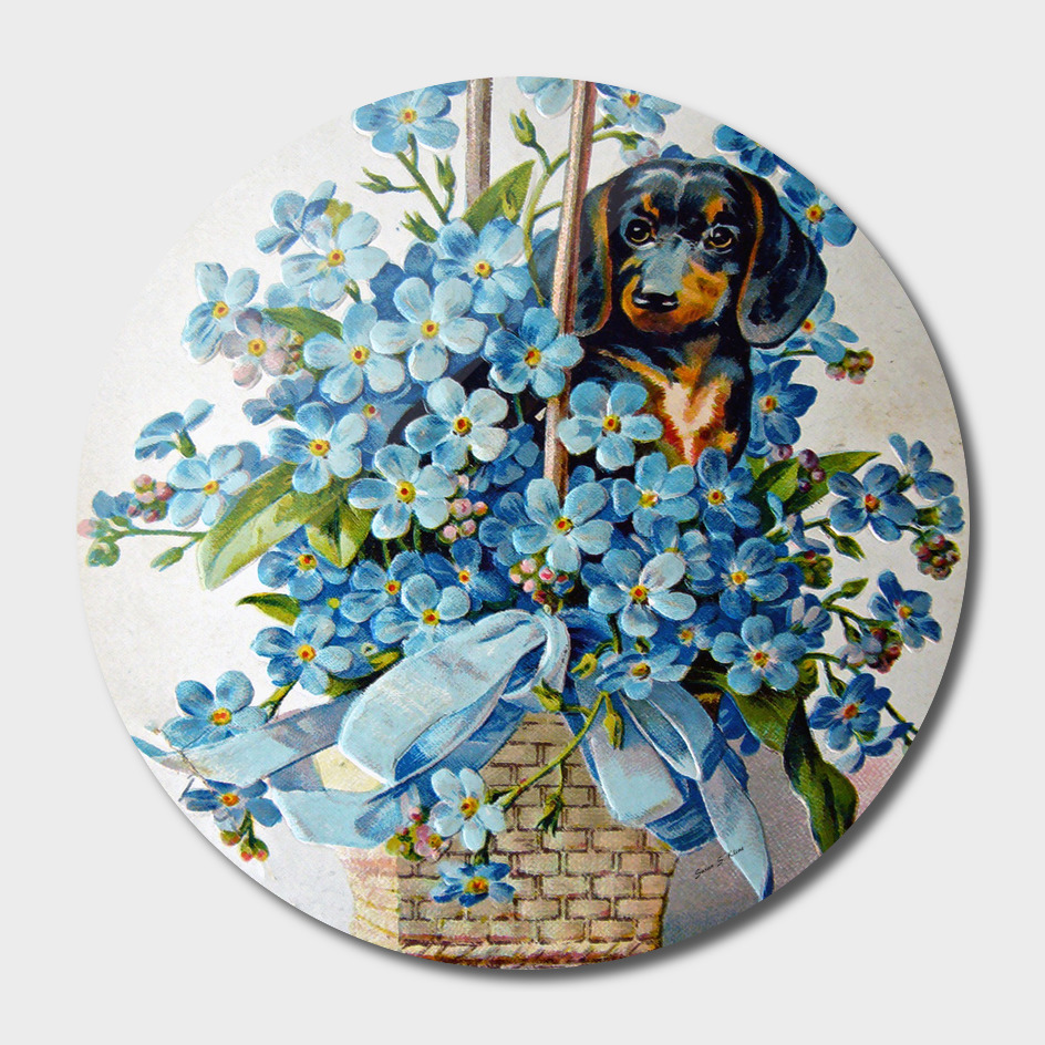 Dachshund and Forget-me-Nots