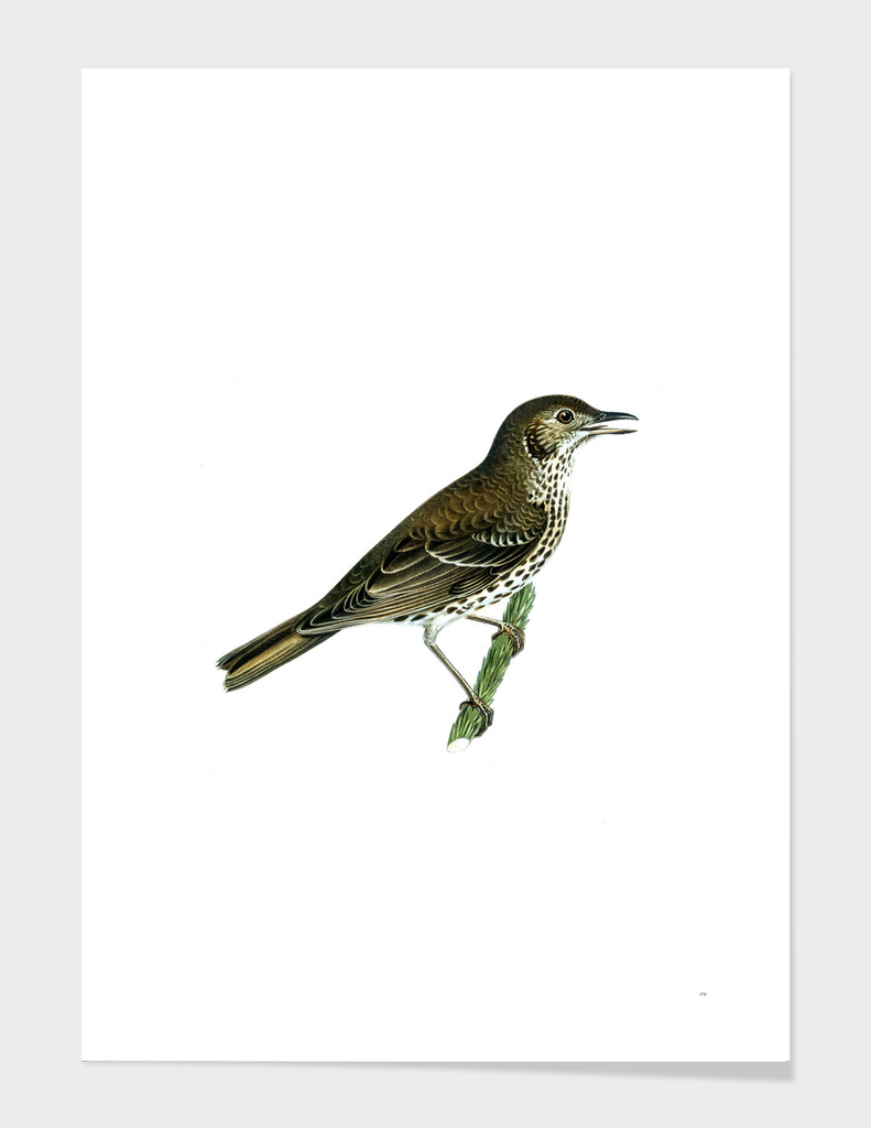 Vintage Redwing Song Thrush Bird Illustration