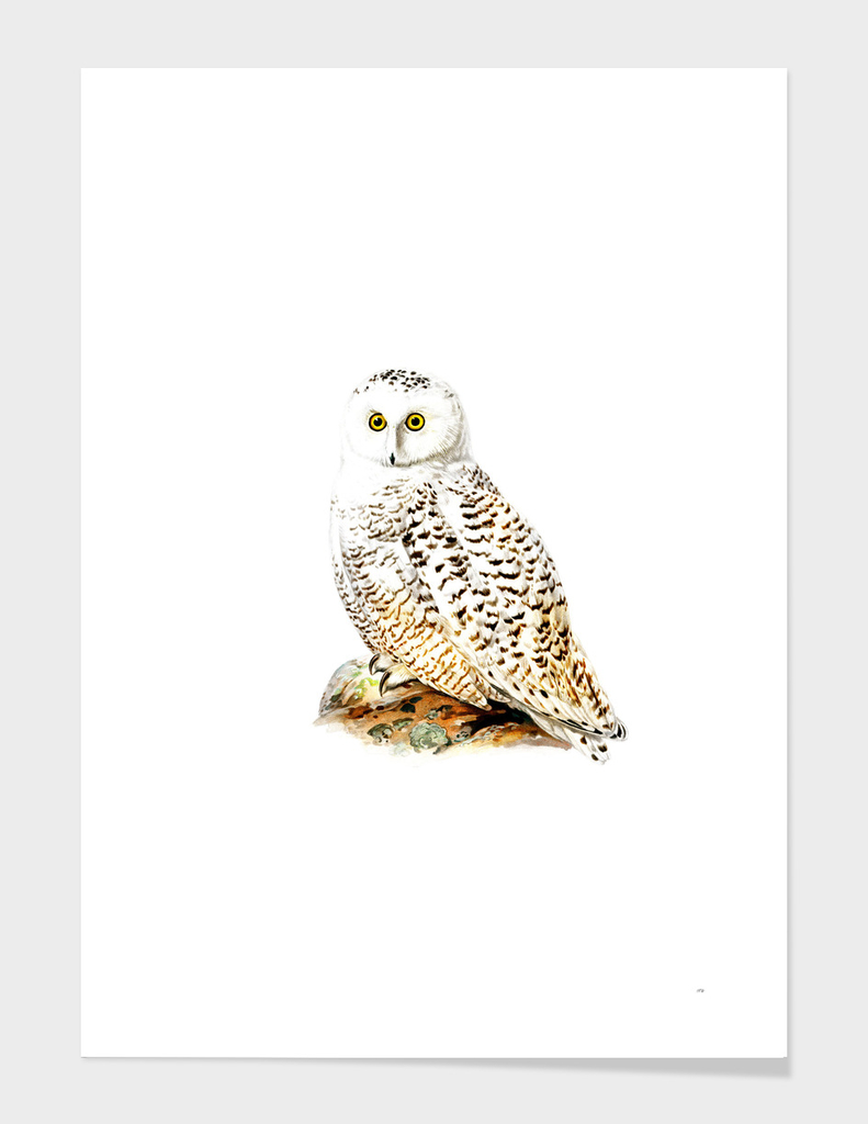 Vintage Snowy Owl Bird Illustration