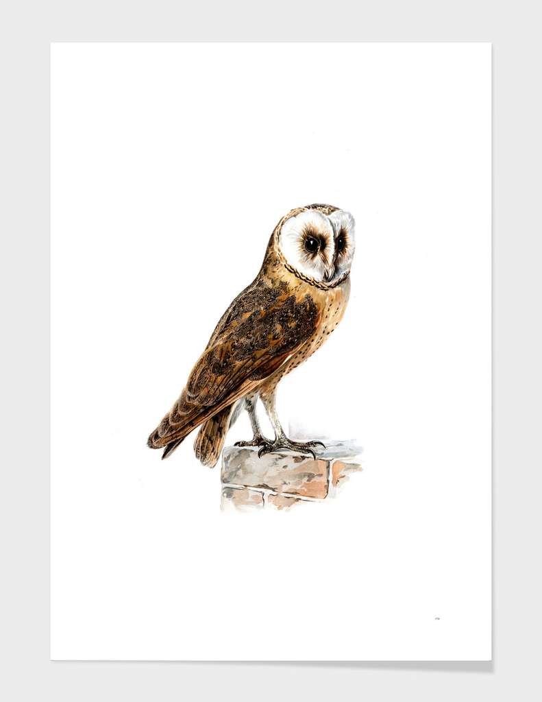Vintage Tyto Alba Guttata Owl Bird Illustration