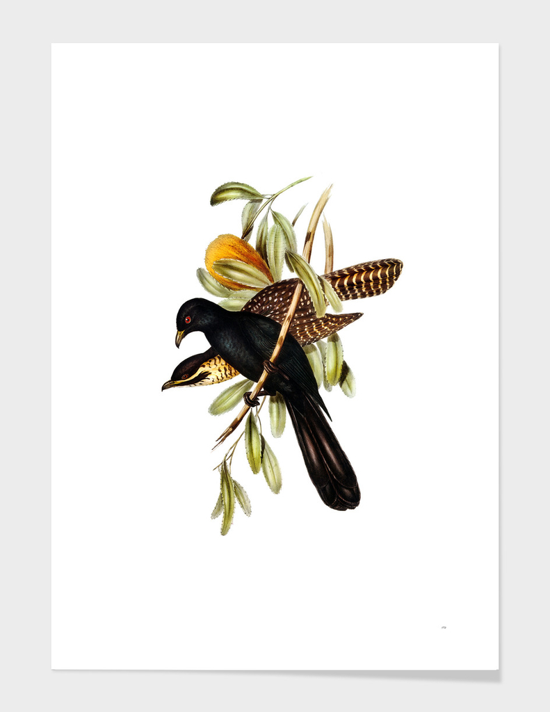 Vintage Flinder's Cuckoo Bird Illustration