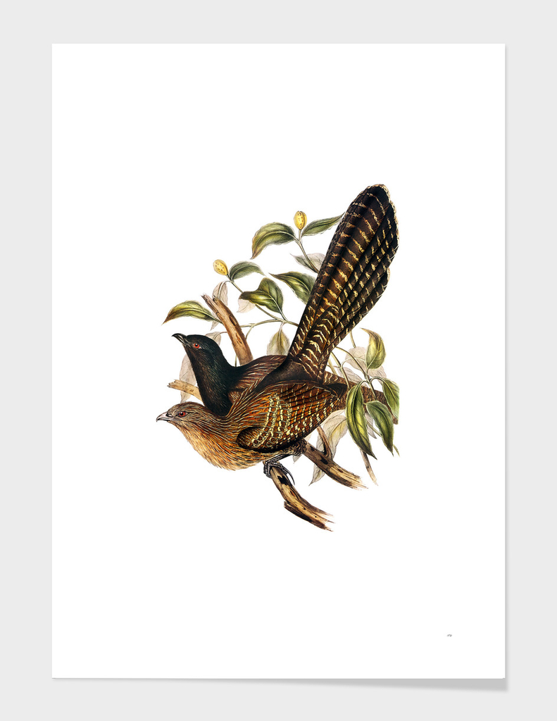 Vintage Pheasant Cuckoo Bird Illustration