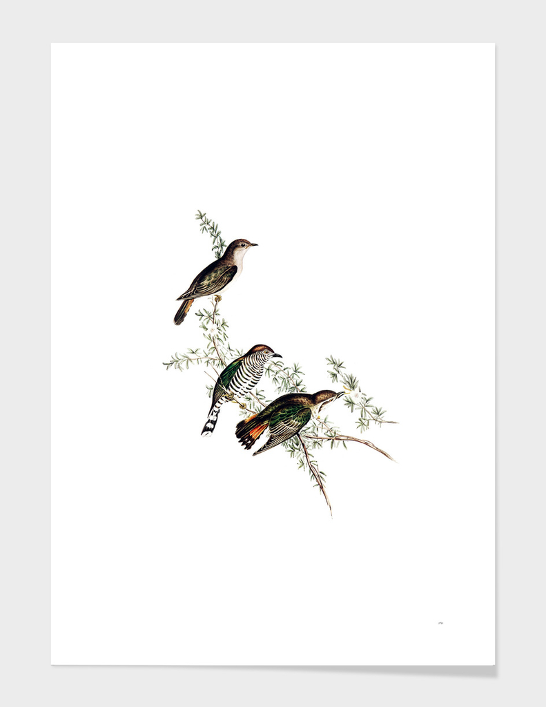 Vintage Shining Cuckoo Bird Illustration