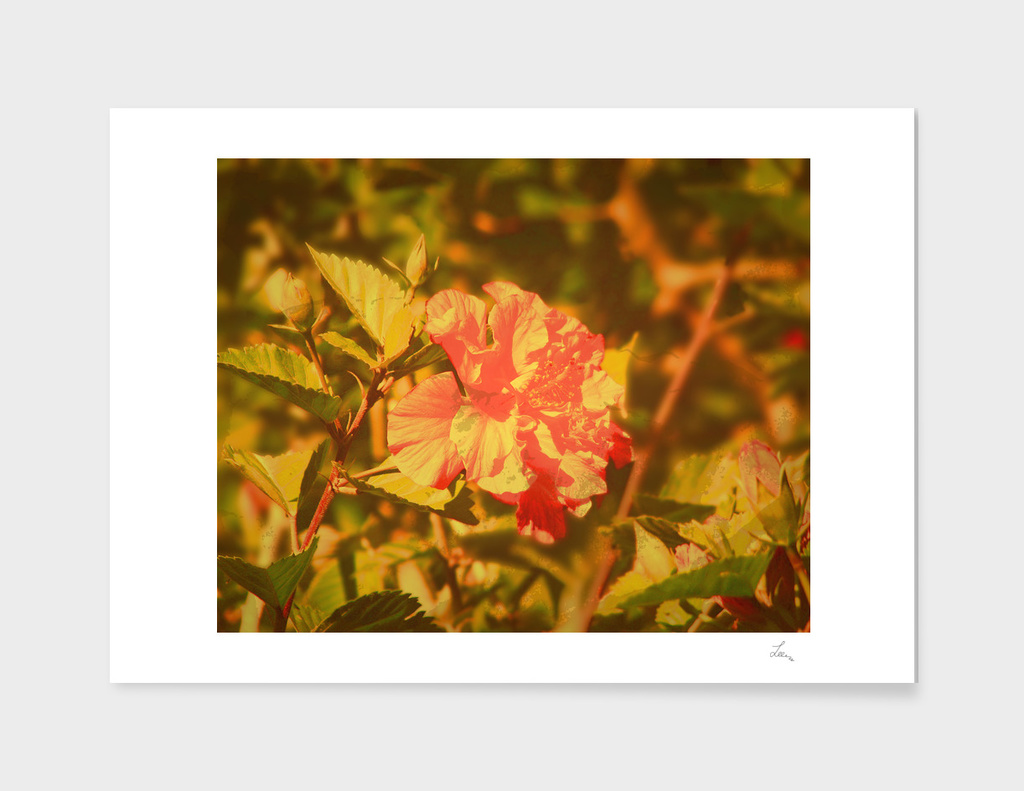 vintage photo of red flower