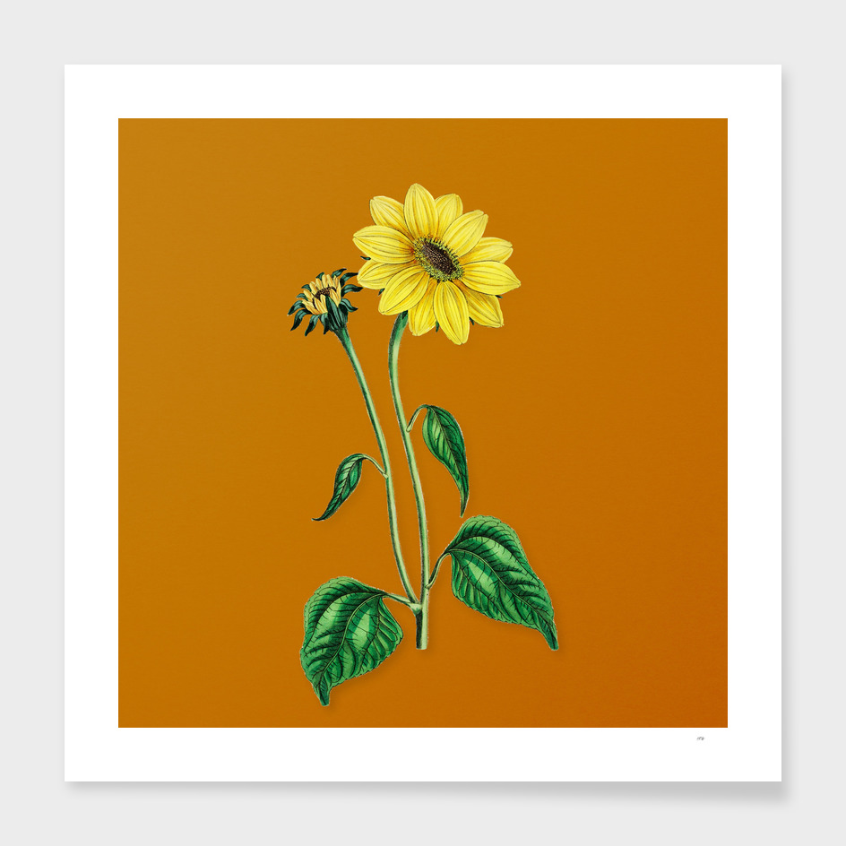 Trumpet Stalked Sunflower Botanical on Sunset Orange