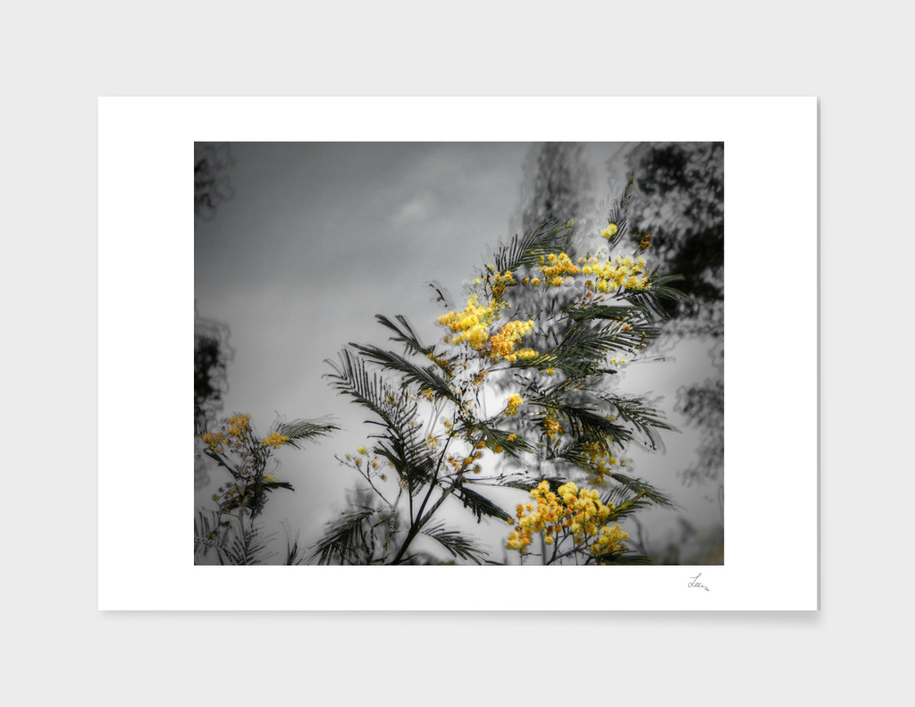 yellow mimosa