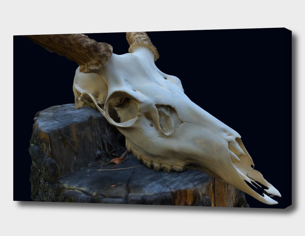 Deer Skull In-Situ 1